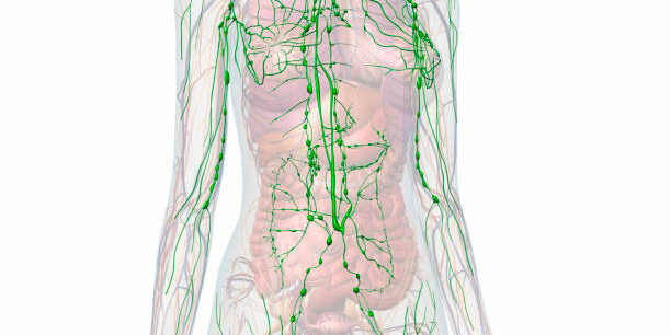 lymphatic-system